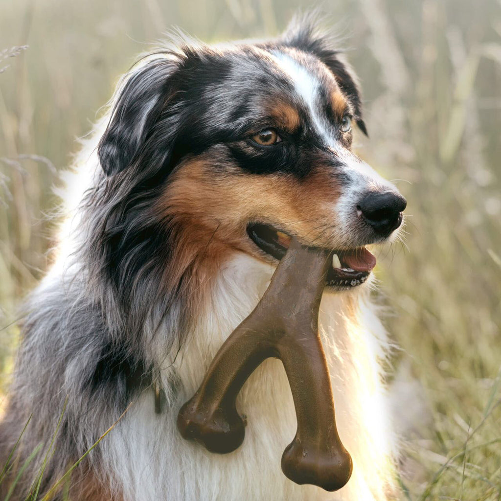 Durable Flavored Nylon Dog Chew Toy