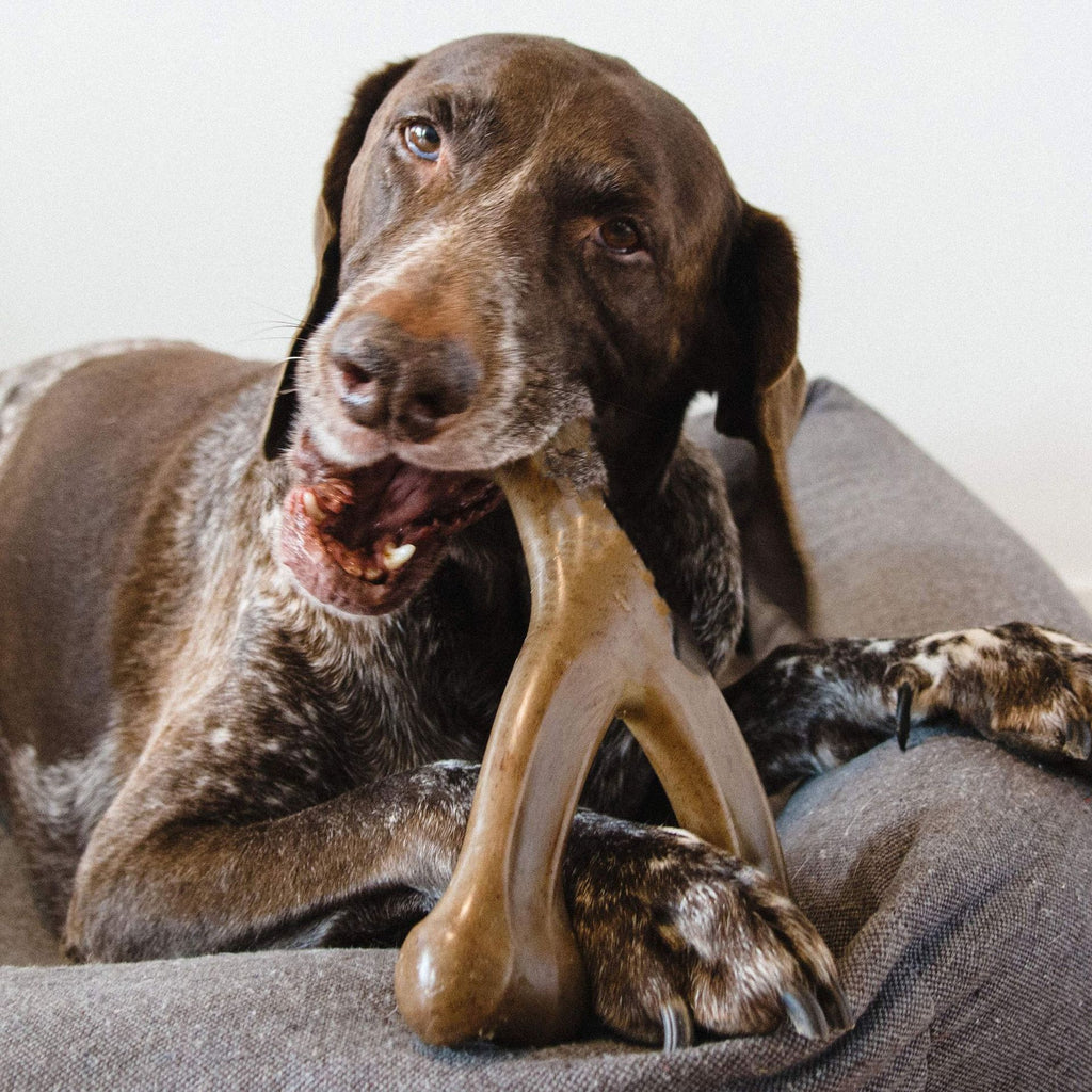 Durable Flavored Nylon Dog Chew Toy